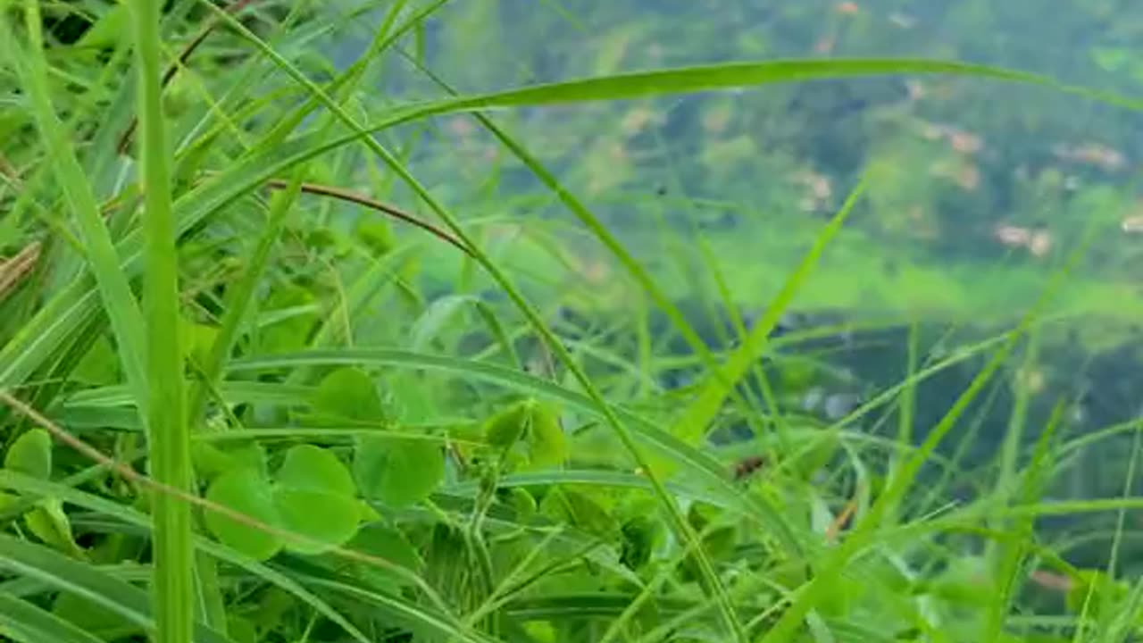 Shangla valley pakistan