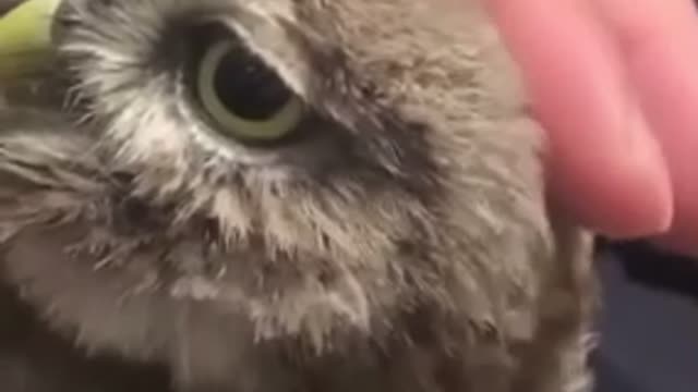 Baby owl loves his head being rubbed🥰🥰🥰