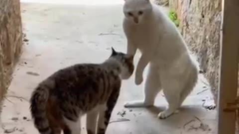 Ultimate talking cats Funny cats video compilation#. Short animal # cats ##