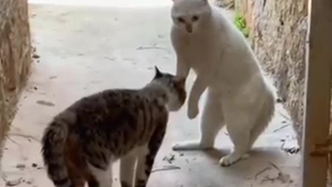 Ultimate talking cats Funny cats video compilation#. Short animal # cats ##