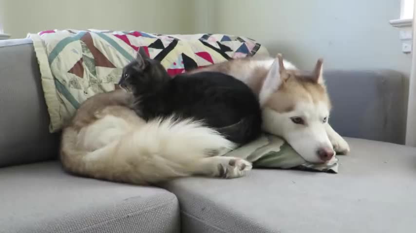 Cat gives this husky a massage before settling down for a nap