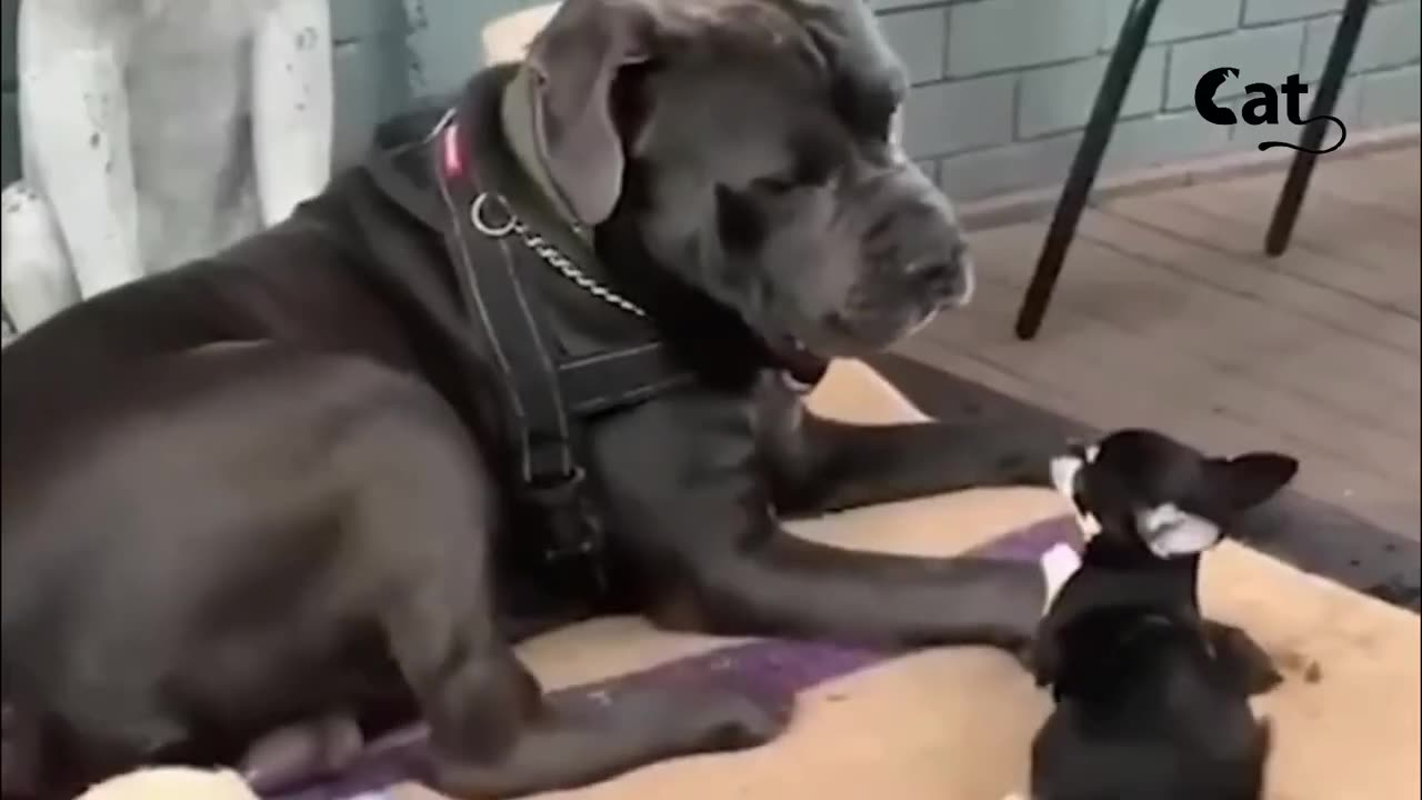 Funny animals video