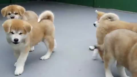 FILHOTES DE AKITA INU