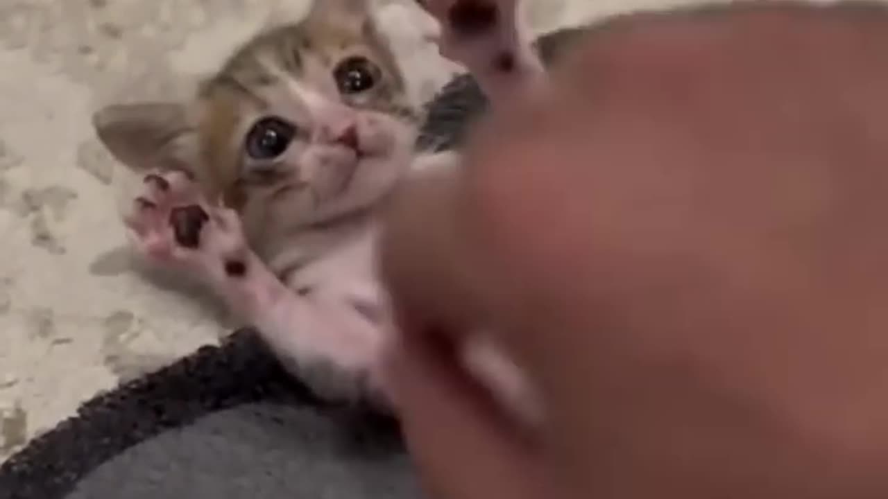 Purr-fectly Hilarious: Cute Cats Caught in Comedy Capers!