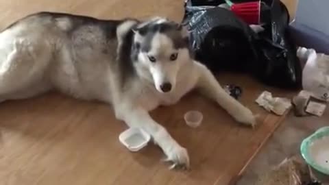 Pet Husky Languishes Unbothered After Strewing Trash All Over