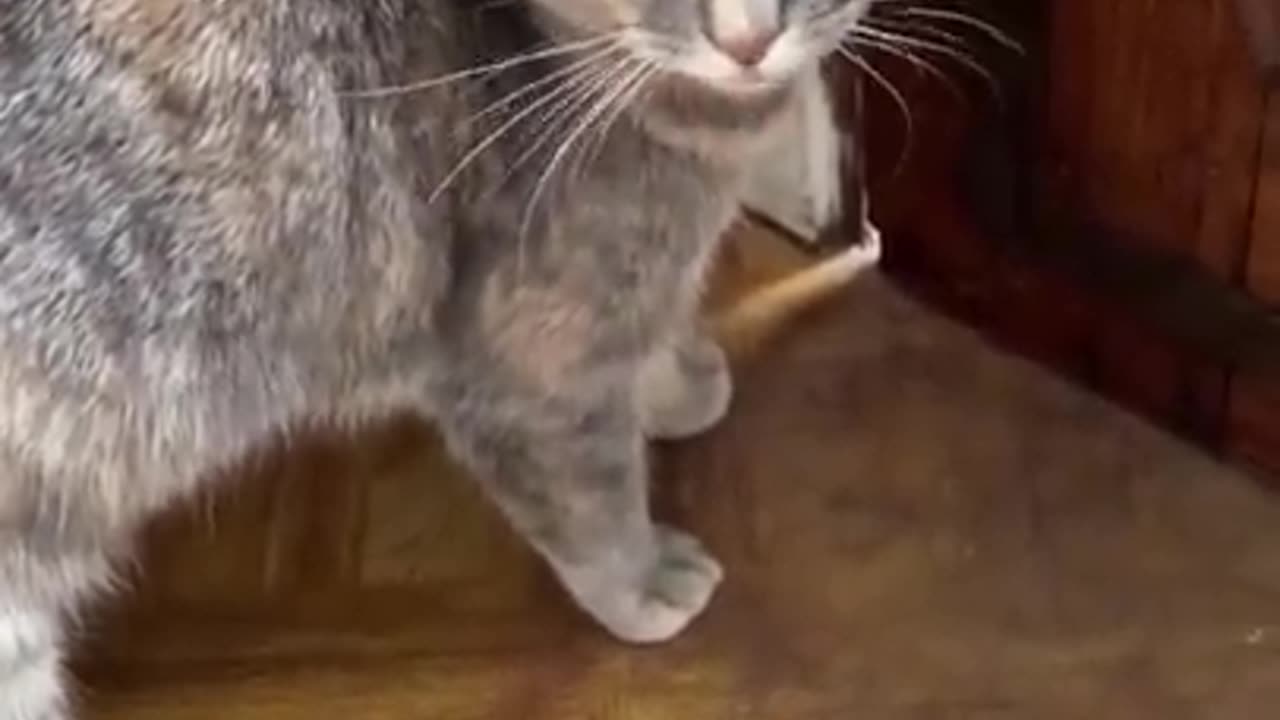 cute cat❤️❤️🥰