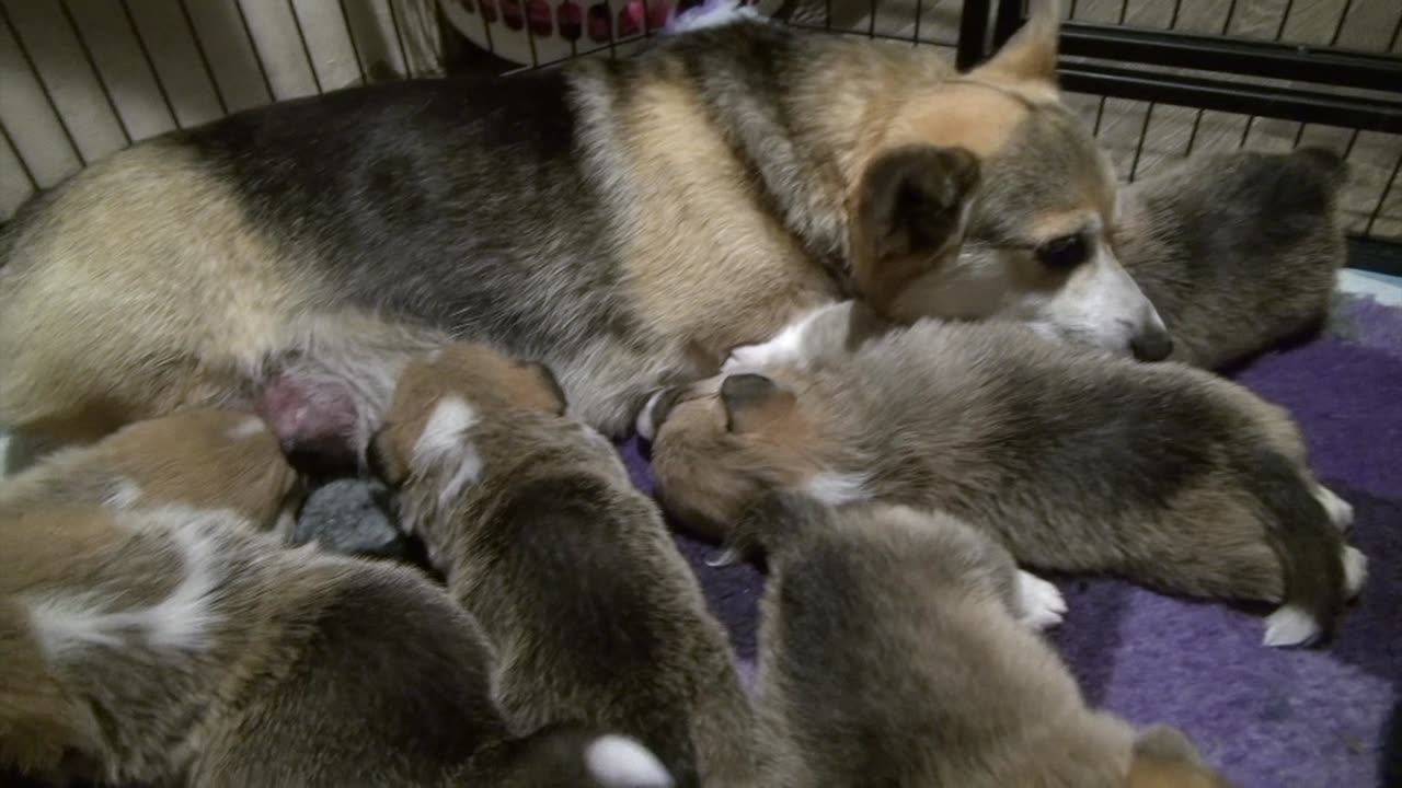 Willow's Litter 24 Days Old