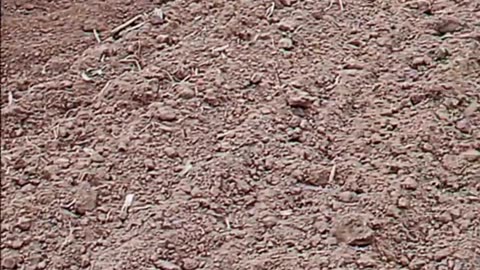 CRC vídeos curiosos