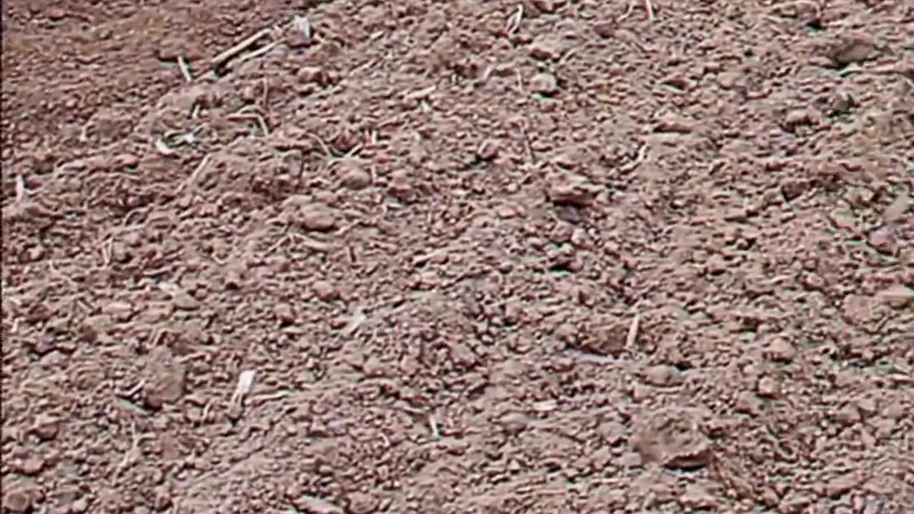 CRC vídeos curiosos