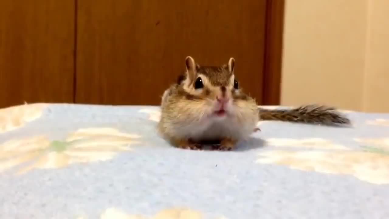 Squirrel enjoys the fresh sheets _ funny animal videos!