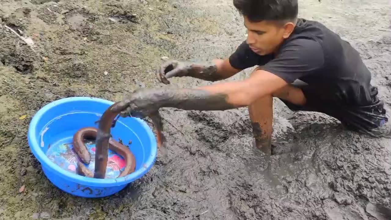 Awesome Eel Fish Catch in Mud