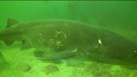 7 Gill Sharks Cape Town, South Africa