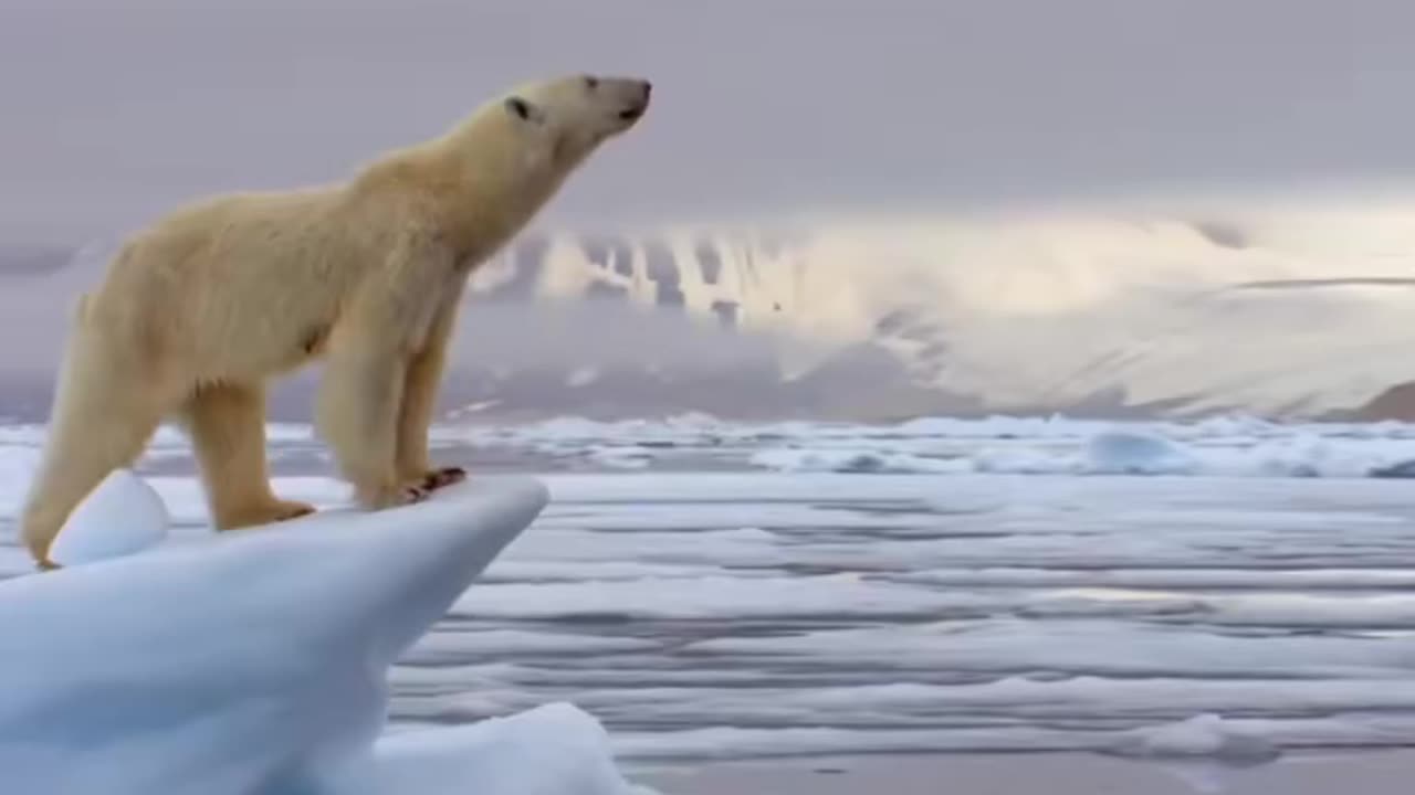 Animal love