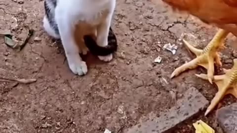 Funny Animal Video