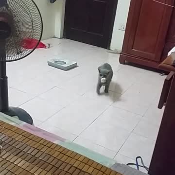 ¿Esta gatito fue criado por perros?