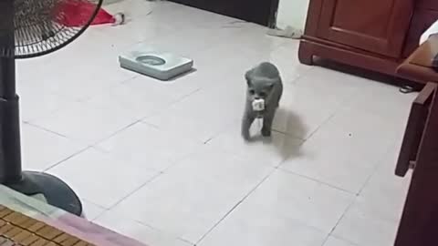¿Esta gatito fue criado por perros?