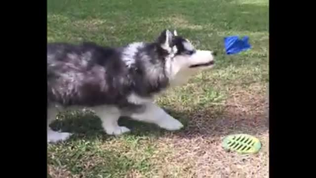 Husky Puppies Funny Compilation