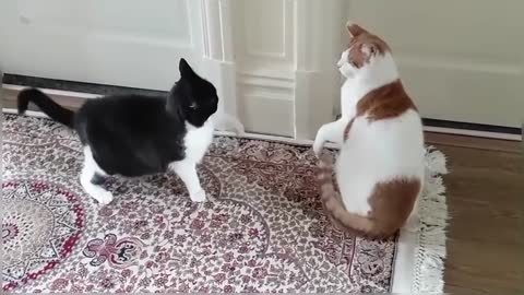 Cats Play Fighting (Compilation)