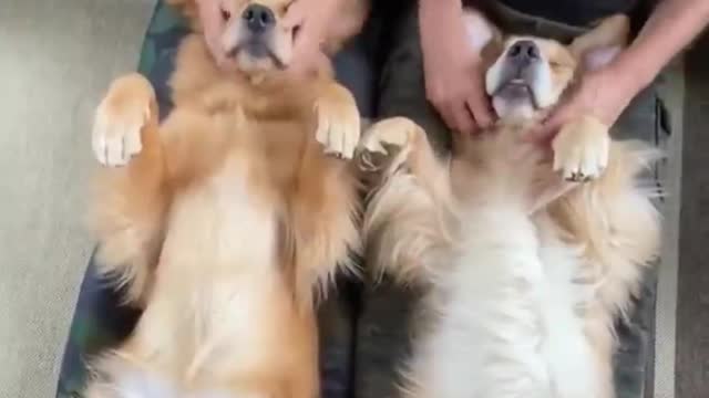 Mood-Boosting Benefits of Everyday Cute Pets Every Day