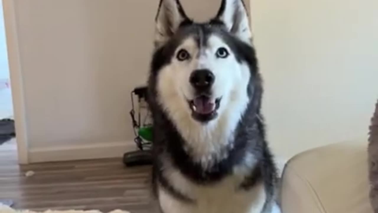 My Husky ARGUES With Me To Give Her The Toy