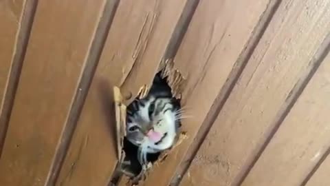 TRY NOT TO LAUGH 😆 Best Funny Videos Compilation 😂😁😆