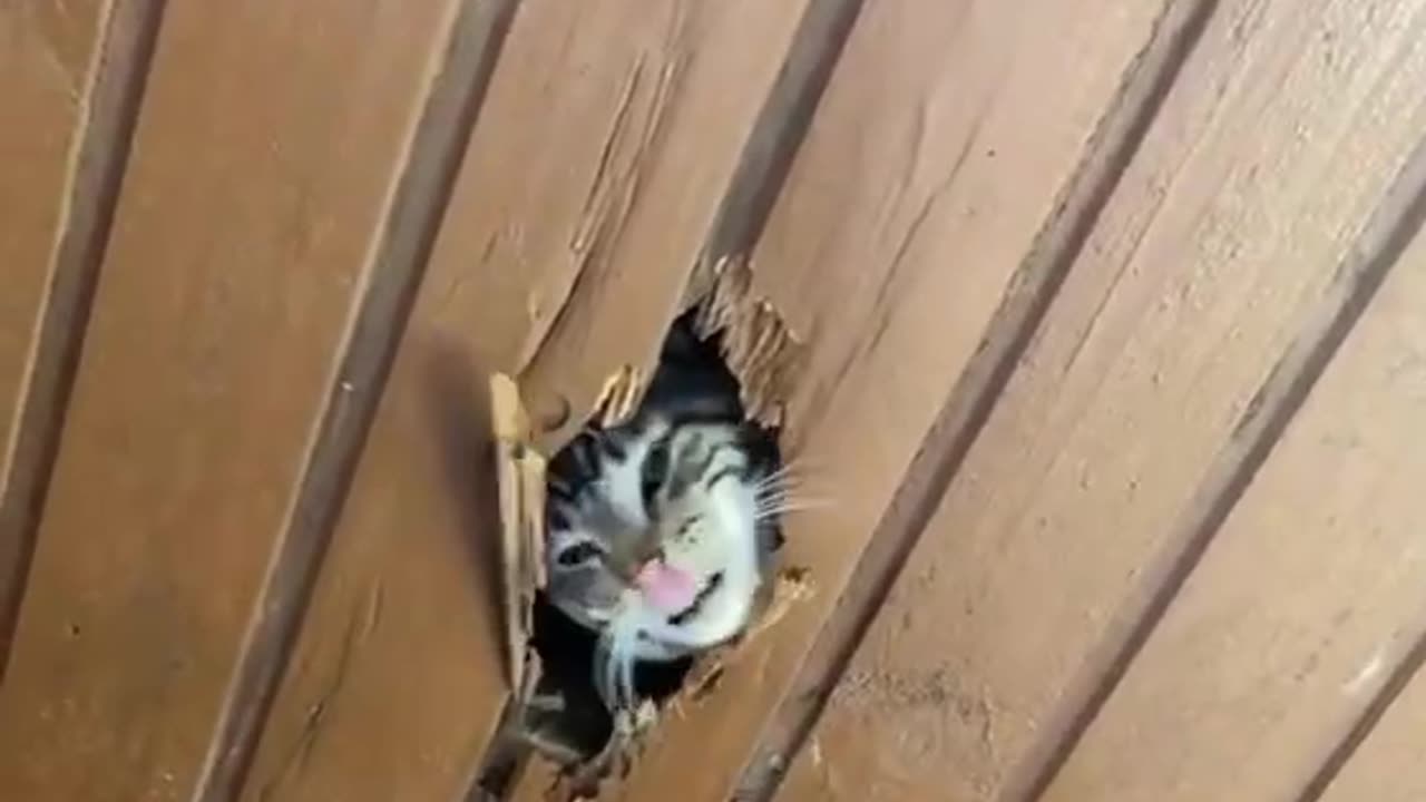 TRY NOT TO LAUGH 😆 Best Funny Videos Compilation 😂😁😆