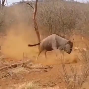 YOUR MEAL FIGHTING BACK