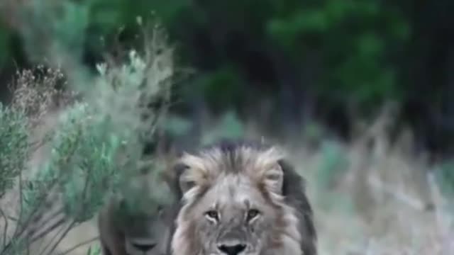 The lion