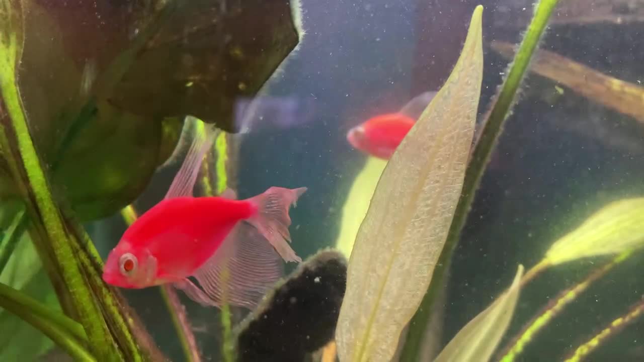 Playing Classical Music; Do the Fishies Like It?