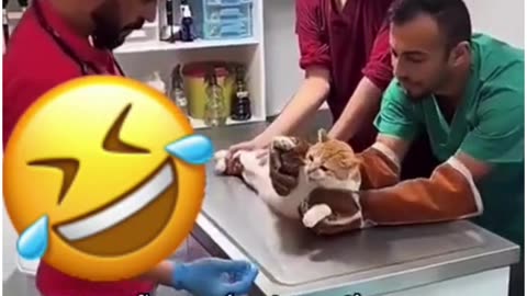 This cat thinks he's going to take another vaccine shot! #funny #funnyvideo