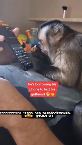 Monkey Texting on Phone