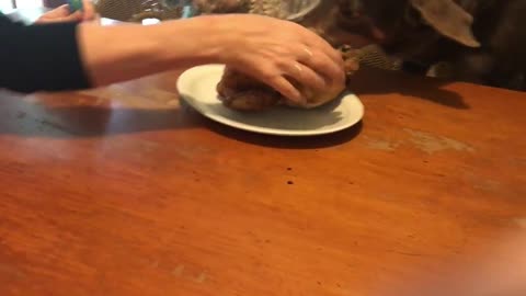 Dogs Slip Off Chairs While Trying to Devour Roast Chicken