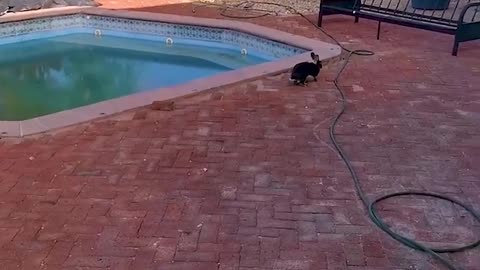 The healthiest bunny in Africa