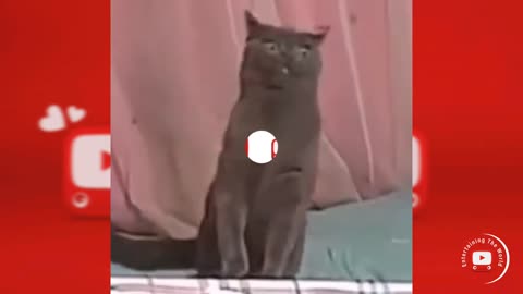 Funniest Animals Video - Best Cats😹 and Dogs🐶 Videos