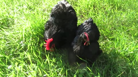 Cochin pullets (1)