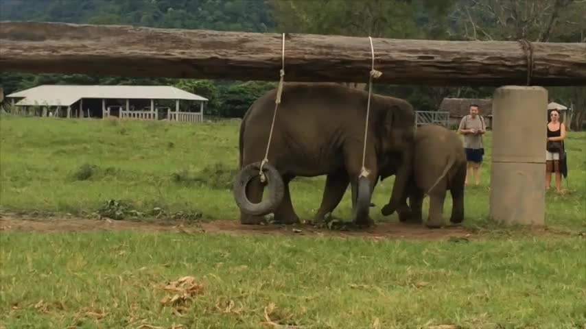 Cute Baby Elephant Playing