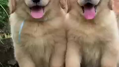 Fluffiest golden retriever puppies