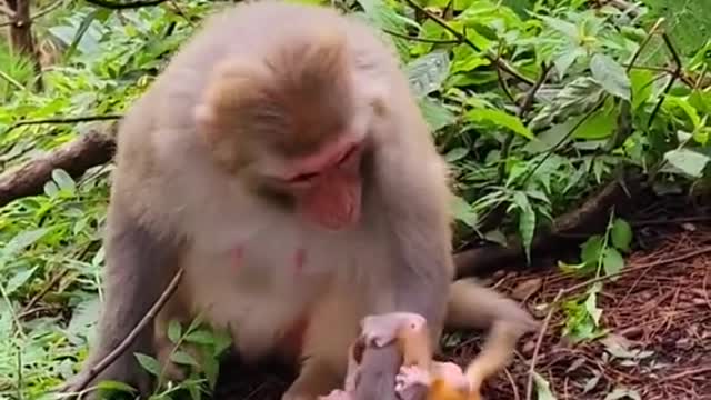 how cute! she's playing with the baby like a human does.