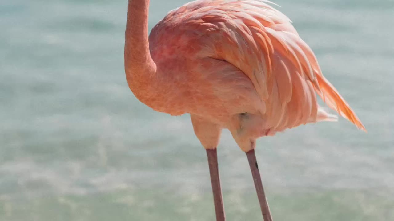 Flamingo sound #flamingo #bird #pink