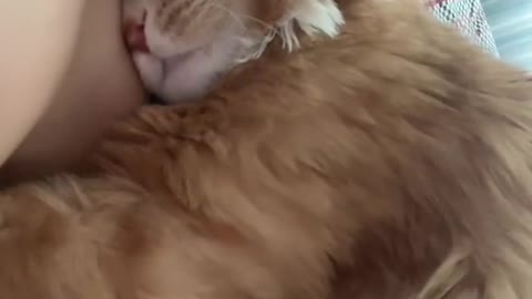 girlcat