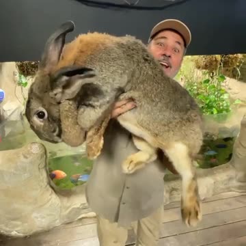Big rabbit