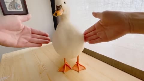 duck