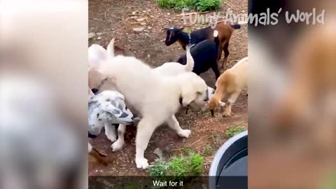 funny animal video