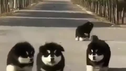 cute puppy walking on the road