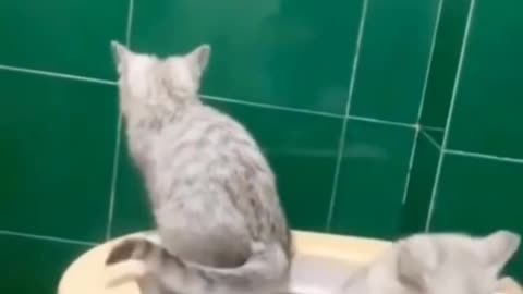 Cute 😍 cat 🐈 funny video