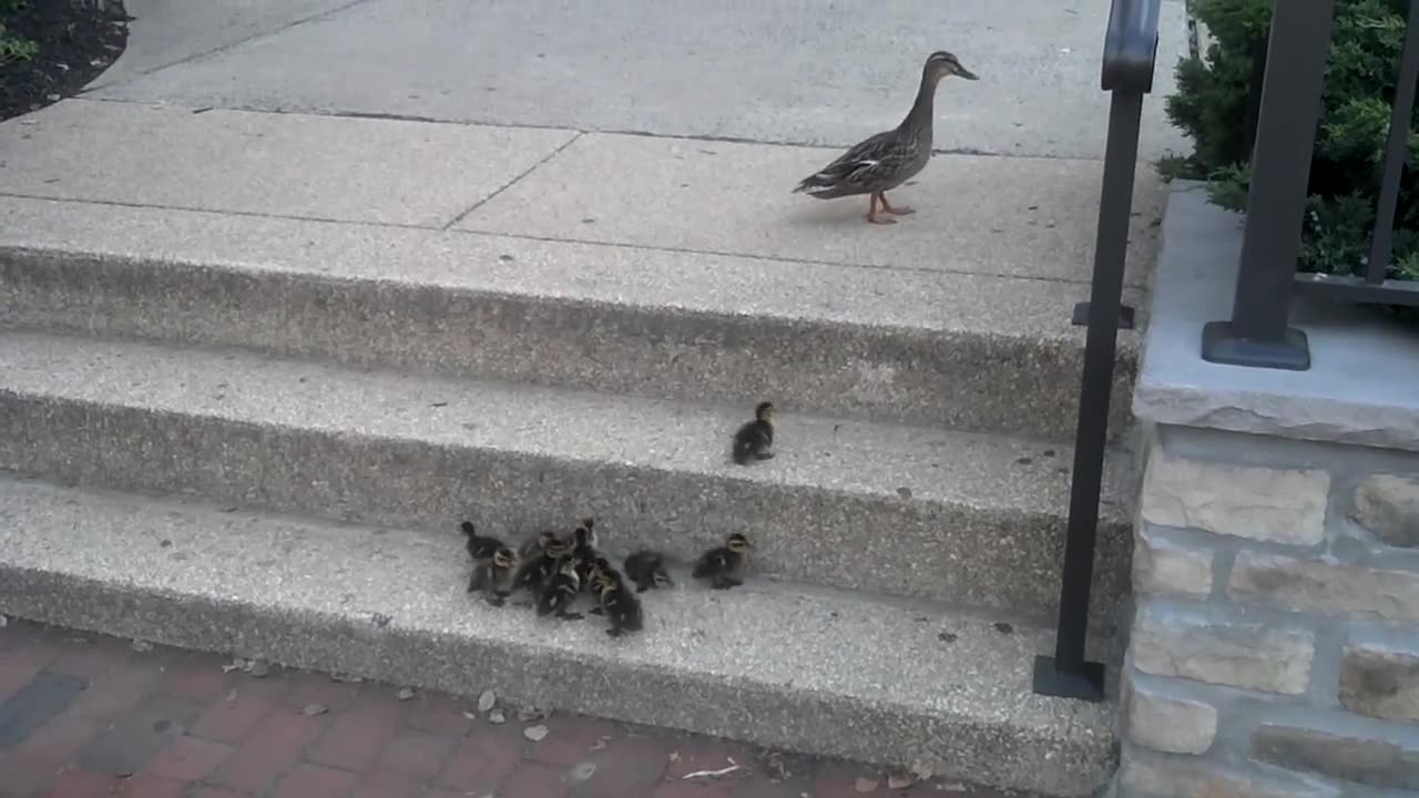 Ducklings Accomplish Grueling Task Of Climbing Stairs