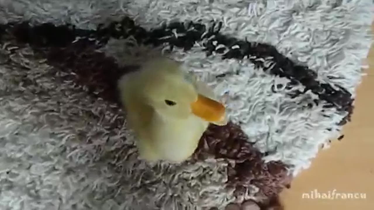 I Are Cute Duckling