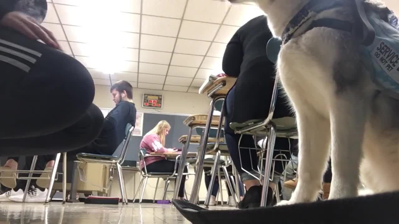 High School with a Service Dog!