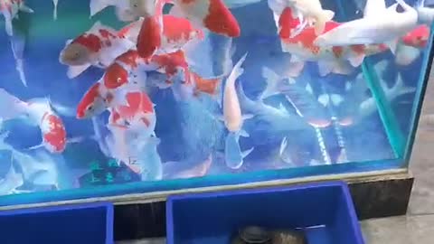 beautiful red koi