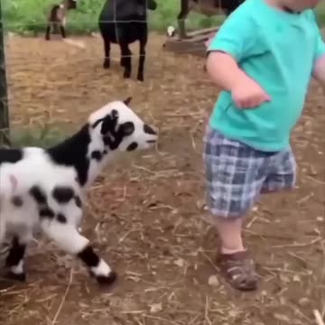 Cute baby and beautiful animals and beautiful video